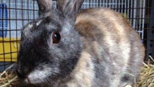 Monza: il coniglietto Quark è guarito e cerca casa