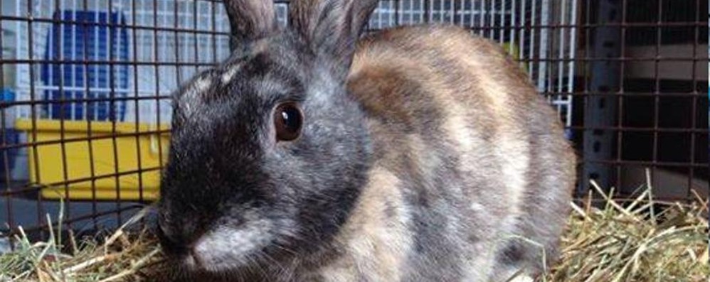 Monza: il coniglietto Quark è guarito e cerca casa