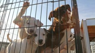 Monza salva i cani sfrattati dall’esondazione del  Lambro a Milano