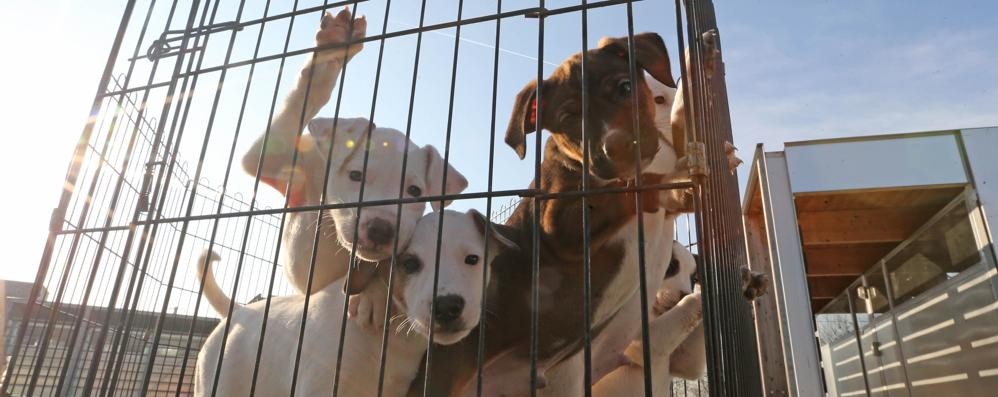 Monza salva i cani sfrattati dall’esondazione del  Lambro a Milano