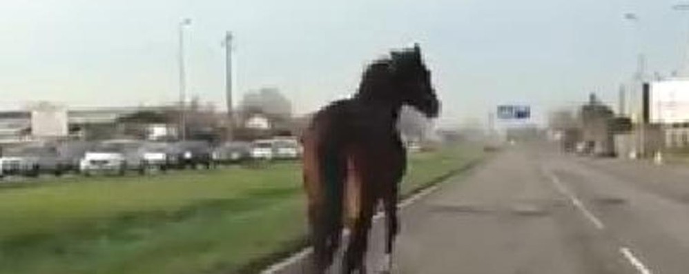 Monza, un cavallo fugge e corre tra le auto