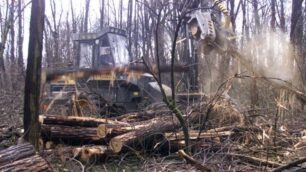 Ogni anno 400 piante abbattute, pochi soldi: il parco di Monza invecchia