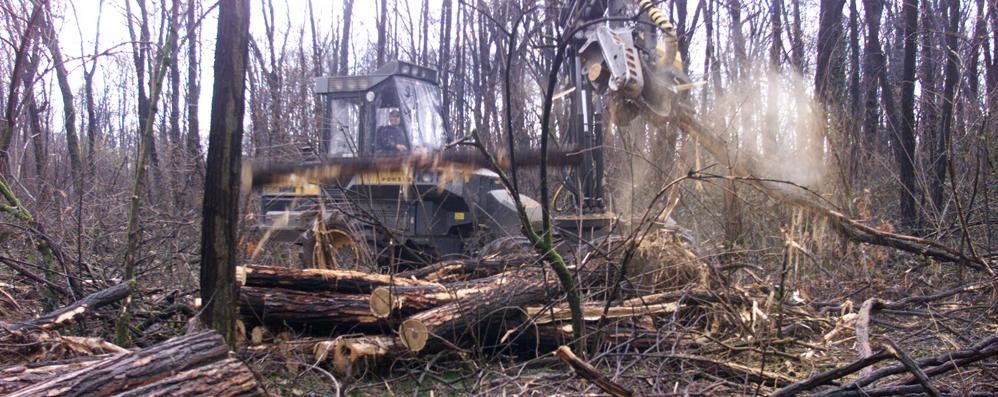 Ogni anno 400 piante abbattute, pochi soldi: il parco di Monza invecchia