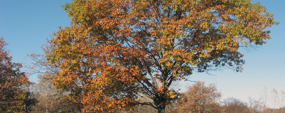 Soldi da Fondazione Cariplo per la cerniera verde delle Groane