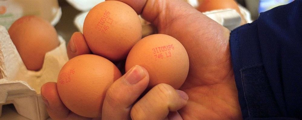 Uova con troppa diossina a Desio,  «può essere colpa dell’inceneritore?»