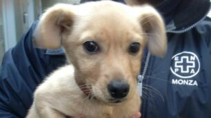 Besana, tre mesi passati alla catena: l’Enpa salva il cucciolo Fagiolo