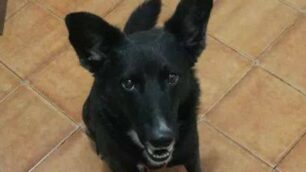 Lissone: veleno anti lumache nei giardini pubblici, cani in pericolo