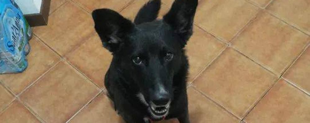 Lissone: veleno anti lumache nei giardini pubblici, cani in pericolo
