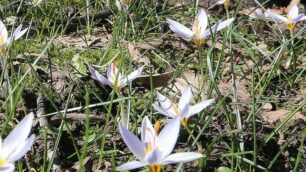 Monza, crocus o parcheggio? Entrambi nel piano-Boschetti del Comune