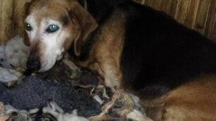 La storia di Birba, la cagnolina rinata dopo nove anni di canile lager a Seveso