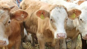 Meno vacche, più maiali: cambiano gli allevamenti a Monza e Brianza