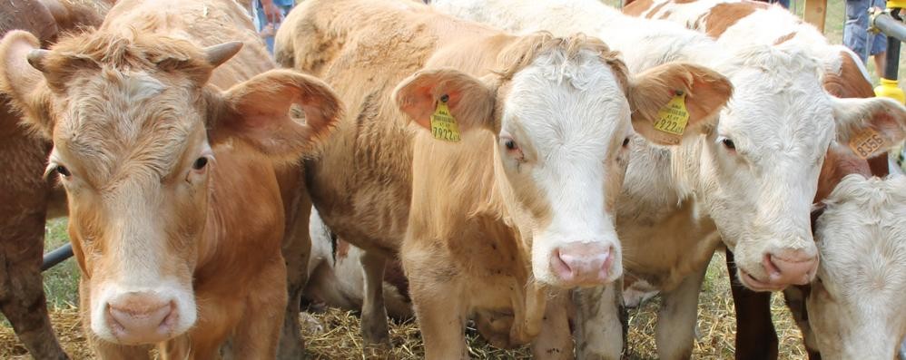 Meno vacche, più maiali: cambiano gli allevamenti a Monza e Brianza