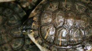 Villasanta, la storia a lieto fine della tartaruga americana e del criceto russo