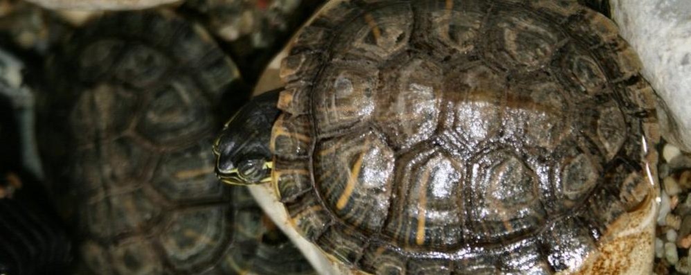 Villasanta, la storia a lieto fine della tartaruga americana e del criceto russo