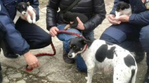 Cercano di vendere un cucciolo di cane: nuova denuncia alla stalla lager di Monza
