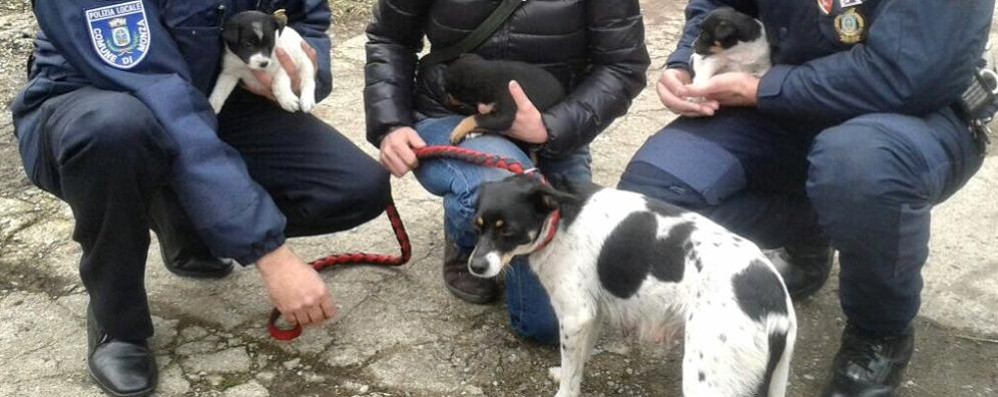 Cercano di vendere un cucciolo di cane: nuova denuncia alla stalla lager di Monza