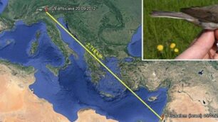 In volo della Brianza a Gerusalemme: lo straordinario viaggio della piccola Bigiarella