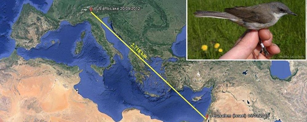 In volo della Brianza a Gerusalemme: lo straordinario viaggio della piccola Bigiarella