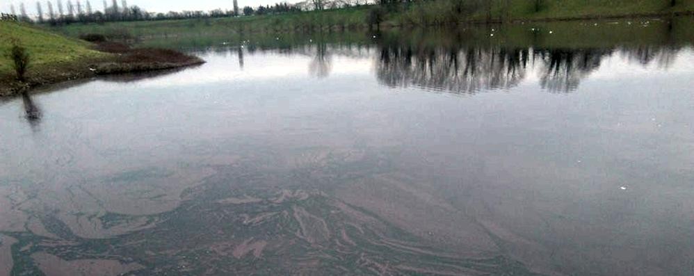 L’alga rossa di Increa rende tossico il lago: l’allarme dei pescatori di Brugherio