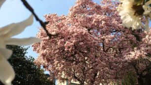Meteo, l’assaggio di primavera con sole e 20 gradi (e più) a Monza e in Brianza