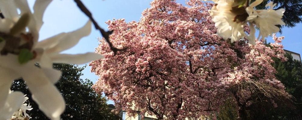 Meteo, l’assaggio di primavera con sole e 20 gradi (e più) a Monza e in Brianza