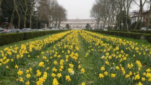 Monza e il tappeto di narcisi in fiore davanti alla Villa reale