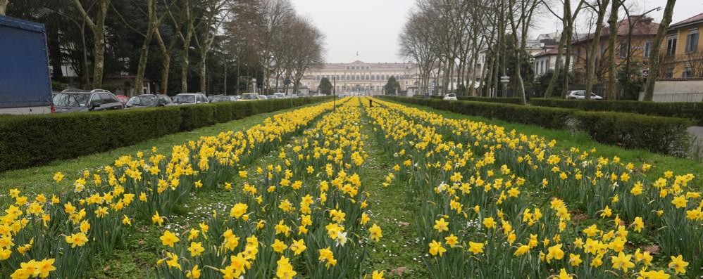 Monza e il tappeto di narcisi in fiore davanti alla Villa reale