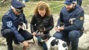 Nuovo sequestro di cuccioli a Monza: le foto