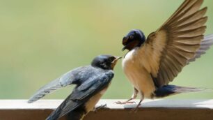 Se la primavera non fa più rondini: un progetto per farle tornare in Brianza