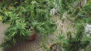 Una serra in casa per coltivare marijuana, arrestato un 37enne di Muggiò