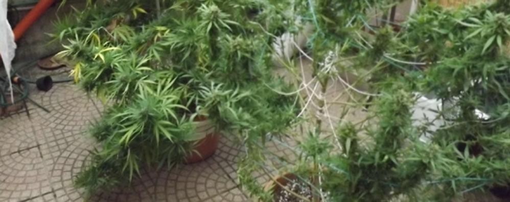 Una serra in casa per coltivare marijuana, arrestato un 37enne di Muggiò