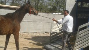 A Desio una denuncia per maltrattamento di animali: la polizia provinciale ha scoperto un allevamento abusivo di cavalli e capre