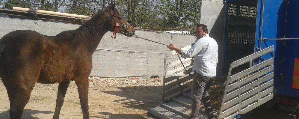 A Desio una denuncia per maltrattamento di animali: la polizia provinciale ha scoperto un allevamento abusivo di cavalli e capre