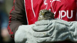 Arriva la notte delle civette: visita al parco di Monza a “caccia” di uccelli notturni