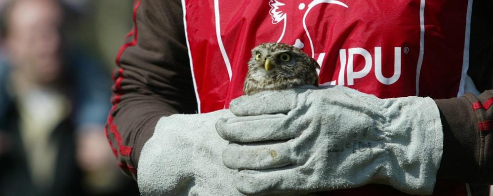 Arriva la notte delle civette: visita al parco di Monza a “caccia” di uccelli notturni