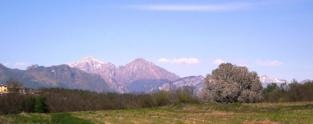 Il ciliegio di Besana