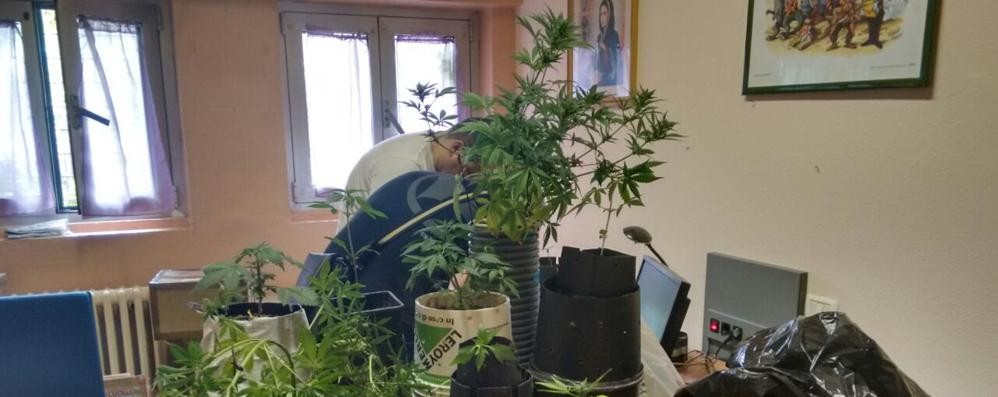 Le piantine trovate e sequestrate in un appartamento di via Madonnina, a Varedo