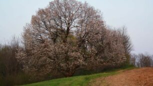 La Brianza in rosa grazie ai ciliegi in fiore
