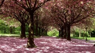 Lissone, i ciliegi in fiore nel Bosco urbano