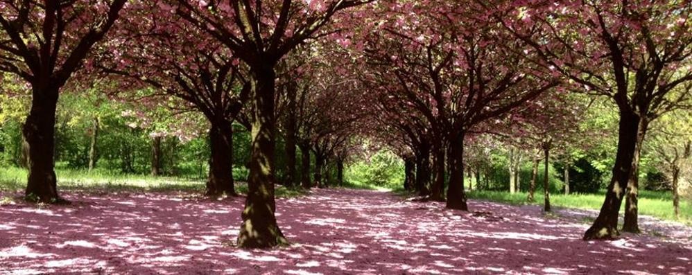 Lissone, i ciliegi in fiore nel Bosco urbano