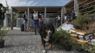 L'Enpa di Monza trasloca nel nuovo canile-gattile (foto Enpa/Edoardo Castelli)