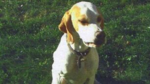 Un cane avvelenato a Villa Raverio: in alta Brianza torna la paura dei bocconi killer