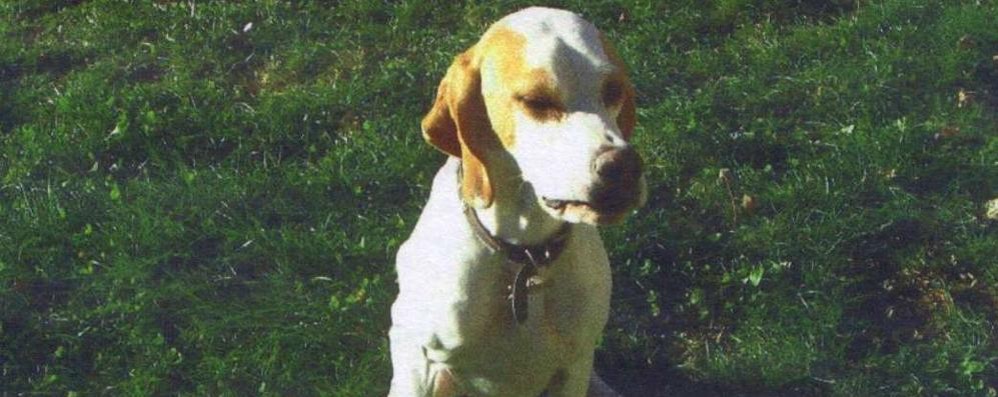 Un cane avvelenato a Villa Raverio: in alta Brianza torna la paura dei bocconi killer