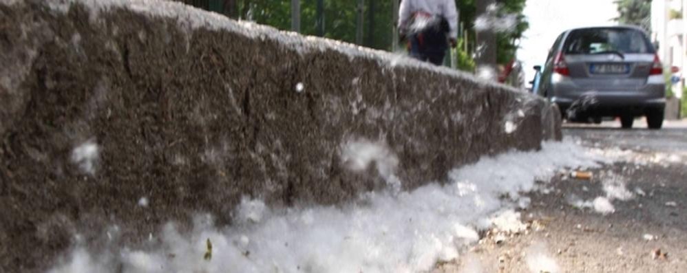 Piumini di pioppo sulla strada: portatori di pollini allergenici