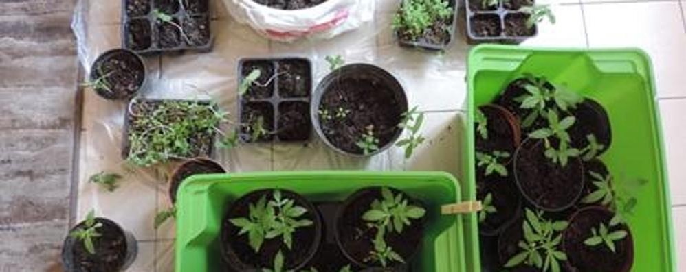 Il sequestro di marijuana a Cavenago