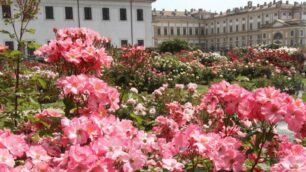 Monza, la  Villa reale e il roseto Niso Fumagalli