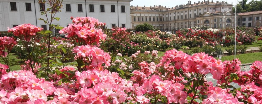 Monza, la  Villa reale e il roseto Niso Fumagalli