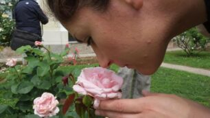 Le rose protagoniste   del concorso internazionale di Monza 2015
