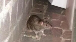 Un topo fotografato in  via Cortelonga a Monza