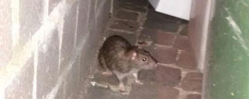 Un topo fotografato in  via Cortelonga a Monza